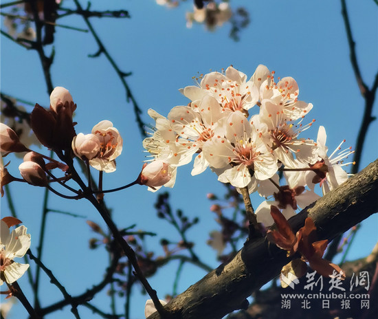 3.13 西山 紅葉李_副本.jpg