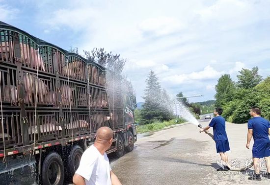 眼見(jiàn)一車生豬被救，長(zhǎng)途司機(jī)李師傅終于松了口氣 (1)_副本.jpg