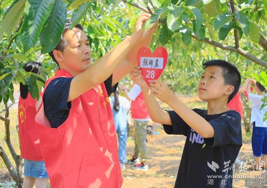湖北-關愛少年兒童-誠信栗花助留守兒童看世界項目-2021年6月15日在湖北省黃岡市羅田縣白廟河鎮(zhèn)東安河小學板栗林進行板栗樹認領
