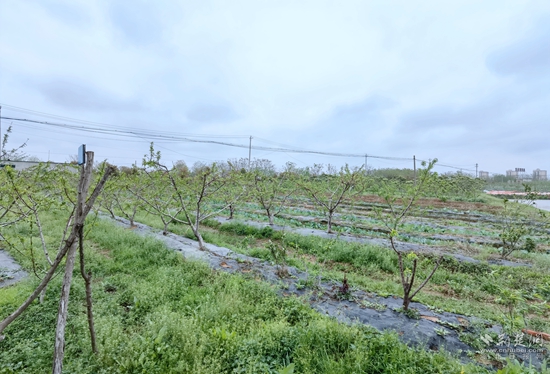 桃樹(shù)林 (2).jpg