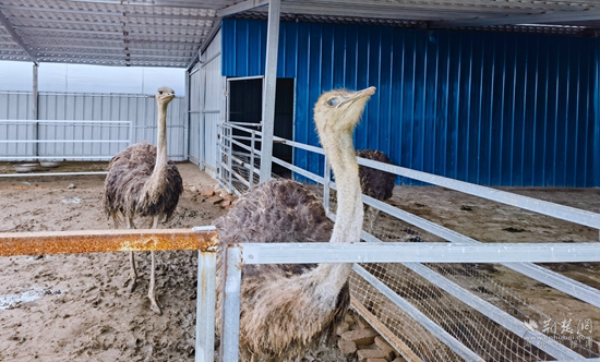 鴕鳥(niǎo)養(yǎng)殖大棚.jpg