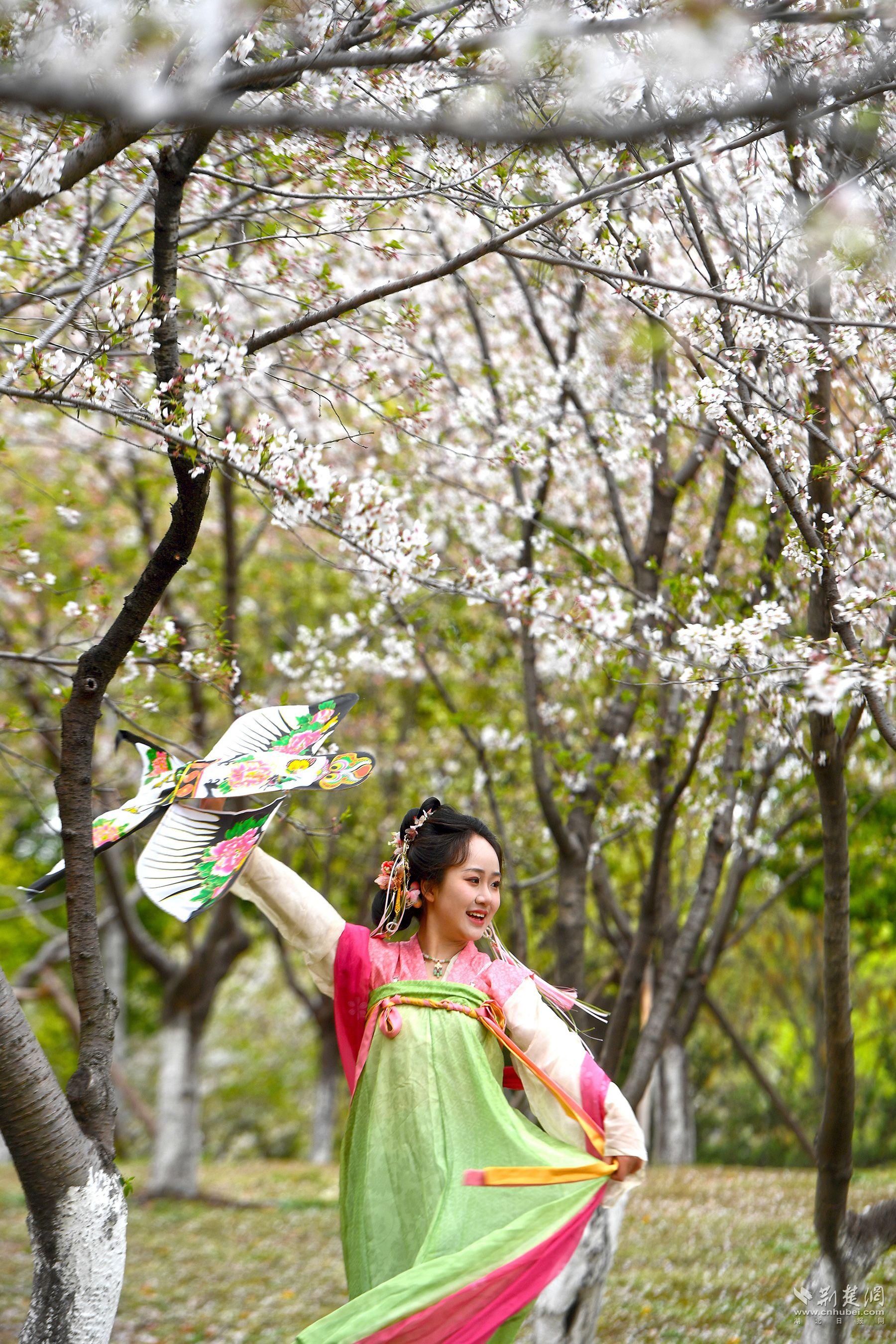 堤角公園園內不少身著漢服、帶齊拍攝裝備的博主前來打卡拍照，將賞花美圖發(fā)布在社交平臺上，帶火“賞櫻”熱度-2.jpg.jpg
