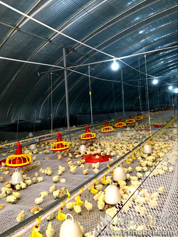 大力發(fā)展養(yǎng)雞扶貧產(chǎn)業(yè)1_副本.jpg 大力發(fā)展養(yǎng)雞扶貧產(chǎn)業(yè)1_副本.jpg